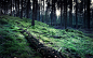 #nature, #forests, #trees, #HDR, #moss | Wallpaper No. 69789 - wallhaven.cc