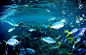 全球九大绝美海岛！（6）帕劳群岛—蓝绿色的潜水胜地。中国公民落地签即可，期限为30天。帕劳大大小小340个火山岛和珊瑚岛中只有8个岛有常住居民。群岛分布在南北长640公里的海面上，全国海岸线长达1519公里。
