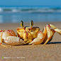 沙滩上的大螃蟹高清桌面图片素材