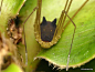 最近在推特上超火的一个奇怪生物。叫黑兔蜘蛛(Bunny Harvestman)，是由摄影师Andreas Kay在亚马逊热带雨林中发现的。长的像是动画片中的人物，蠢萌中带着一点沙雕经证实是真实存在的生物，是蜘蛛的表亲。 ​​​​