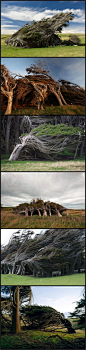 The Twisted Trees of Slope Point, New Zealand Slope Point is at the southernmost point of the South Island of New Zealand. The air streams loop the ocean, unobstructed for 2000 miles, until they reach Slope Point causing incredibly strong winds. In fact,