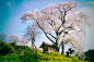 天神夫婦桜 / Cherry tree of the couple | Flickr - 相片分享！