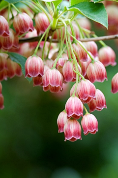 渺颜采集到鲜花