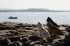 青山雀采集到猫岛