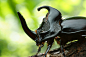 creatures-alive:<br/>rhino beetle by Hardy.backyardGEO