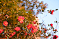 Photograph Camellia by dikey furusawa on 500px