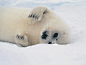 Baby-seal-3.jpg (1024×768) 想要抱抱的小海豹
