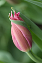 leaf hugging pink tulip