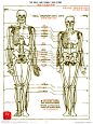 h牛 2010.9.8 原创的精细全镂空人体素描骨骼psd分层素材源文件......