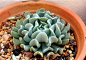 景天科拟石莲花属【特玉莲】Echeveria runyonii 'Topsy Turvy' 叶片莲座状排列，其上被厚厚的一层白粉，叶基部为扭曲的匙形，两侧边缘向外弯曲，导致中间部分拱突，而叶片的先端向生长点内弯曲，叶背中央有一条明显的沟，叶色为蓝绿色。