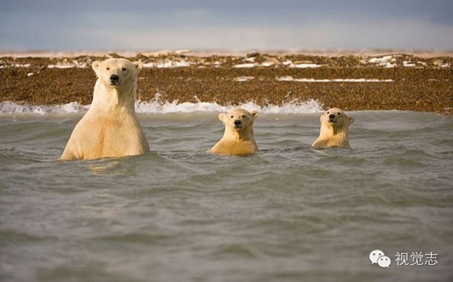 萌宠 | 全球最专业的北极熊摄影师带你近...