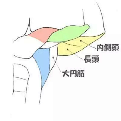 xiaomiguo8采集到人体(肌肉)