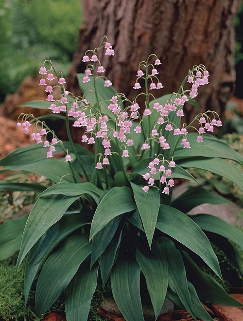 Pink Lily