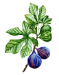 Watercolor labels for Heritage : Hand painted watercolor illustrations of fruits, berries, vegetables and other plants for labels, interior and exterior surfaces by Kateryna Savchenko