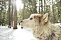 一只狗的脸在森林里的特写镜头在冬天