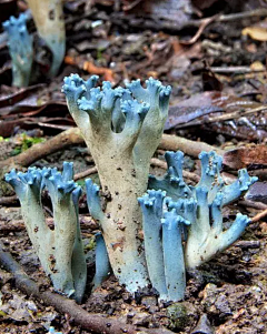 苹果★★采集到蘑菇