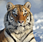 Siberian tiger by Ronnie Bergström on 500px