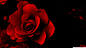 General 2560x1440 roses red flowers flowers