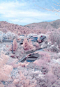 长野县松本市的雪天樱花，也太美了吧！！！