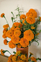 Orange Florals