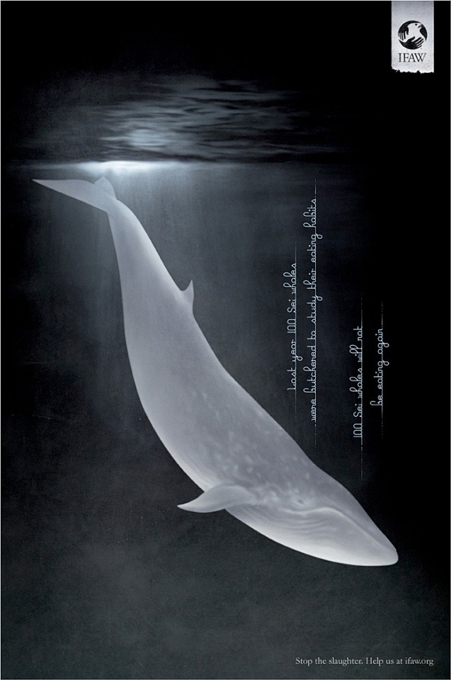 Anti Whaling南大洋鲸鱼保护区...