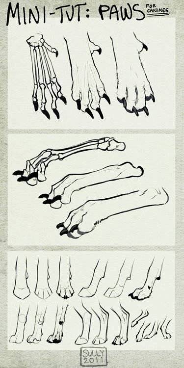 犬科动物的爪子如何在绘画中表现以及结构解...