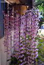 Dendrobium Orchids