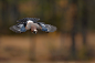 松鸦 Garrulus glandarius 雀形目 鸦科 松鸦属
Landing jay by Frode Wendelbo on 500px