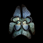 Mimesis: Blooms of Insect Wings by Photographer Seb Janiak : Paris-based photographer Seb Janiak creates incredible collages depicting the wings of different insects as flower petals in bloom, for his ongoing project entitled "Mimesis".<br/&a