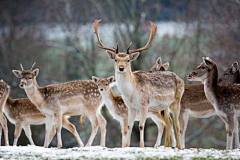 墨墨大娃娃采集到Deer.▕ 是鹿呢。