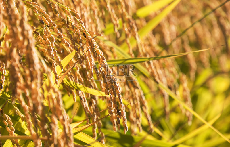 7ca761e3b2e96181a1e9add5b486364a0980e66b218a1-BEcko7