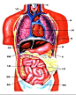 人体内脏结构图