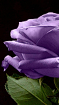 purple rose