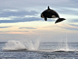 8 ton orca jumps 15 feet in the air chasing after dolphin : Imgur: full of all the magic and wonders of the Internet.
虎鲸，不是鱼。