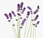 自然,影棚拍摄,室内,紫色,草本_128014953_English Lavender (Lavandula), flowers on white background, United Kingdom,_创意图片_Getty Images China