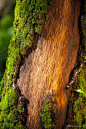 Injured : Injured bark of an oak with moss