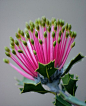 “火柴" 拔克西木 Banksia cuneata：拔克西木属，是澳洲著名的代表性植物之一，仅在澳洲大陆自然生长，品种近80个。此属名称Banksia，是纪念与库克船长一起环球航海探险的植物学家 Joseph Banks 而命名