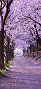 Cherry Blossoms, Kyoto, Japan: 