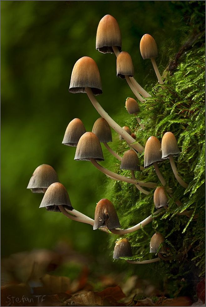 Coprinellus micaceus...