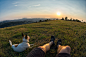 traveller and his dog sitting in the grass and watching the suns by Catalin Grigoriu on 500px