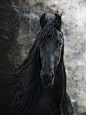 jmsjk:

Young Frisian Stallion by Joachim G. Pinkawa on Fivehundredpx