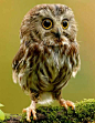 Baby Owl