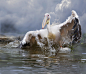 Photograph Pelican. by Olga Shiropaeva on 500px