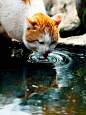 灵隐寺内的猫都有了禅的味道F5.6，1/200秒，ISO160