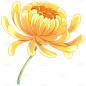 手绘菊花重阳节元素