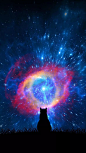 猫的宇宙