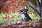 Akita, Animal, Baby Animal, Dog, Pet, Puppy wallpaper preview