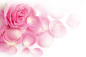 粉色玫瑰花花瓣图片