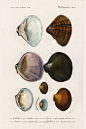 海洋生物：贝壳