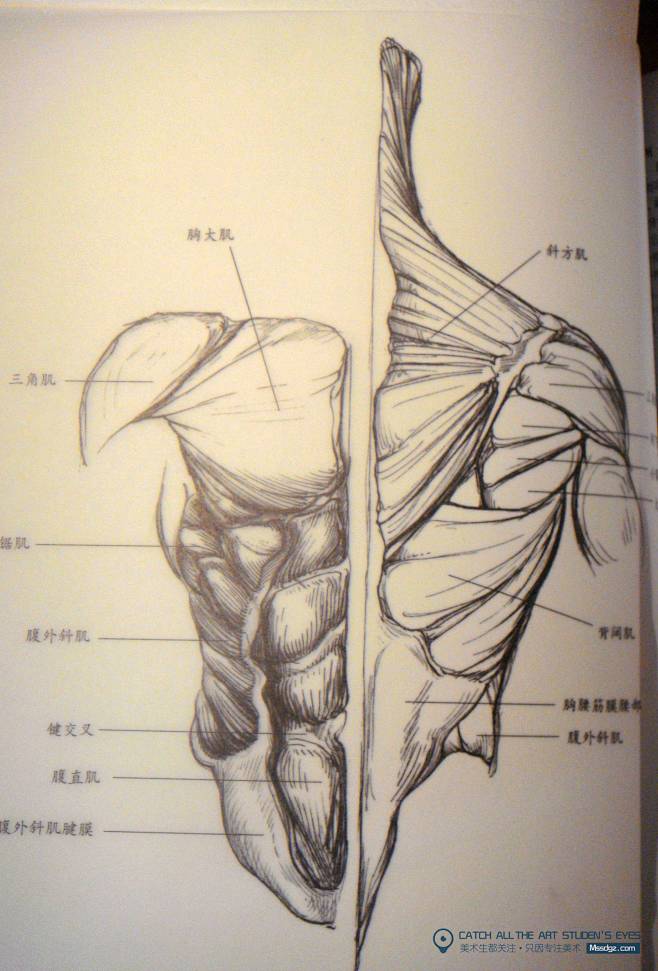 速写解剖躯干-肌肉